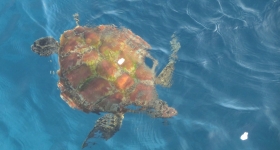 similan-beach-turtle