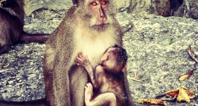 monkeymom-with-child